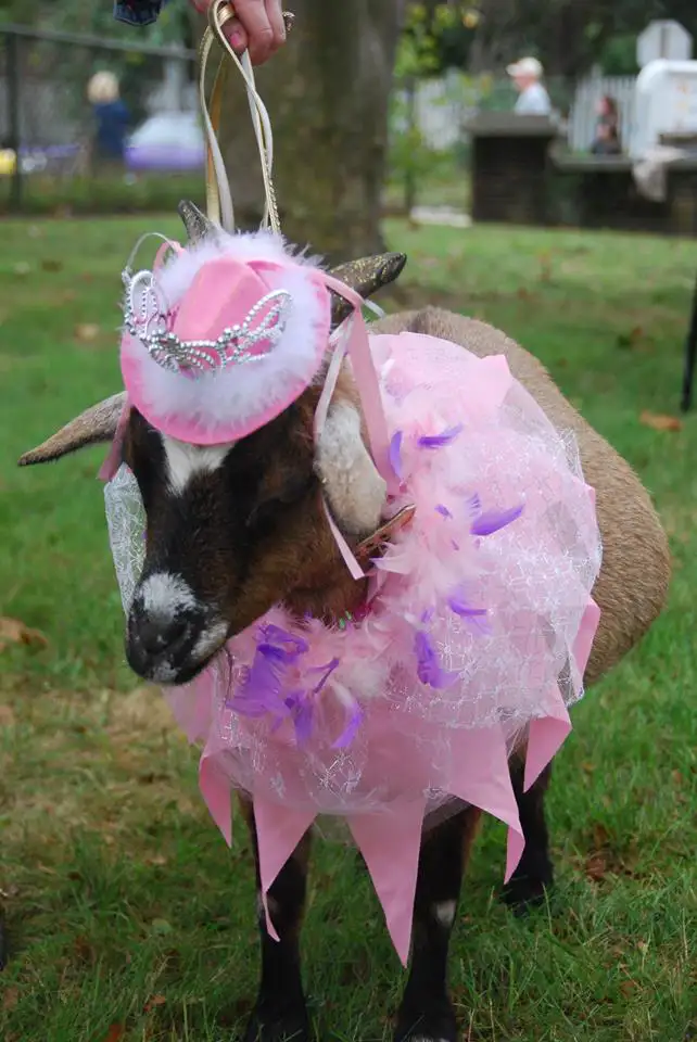 Goat wearing pink tutu